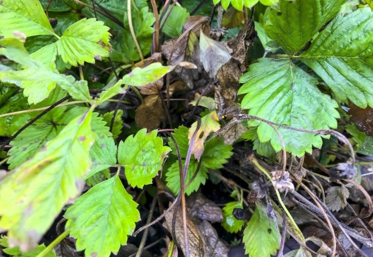 Fungicides